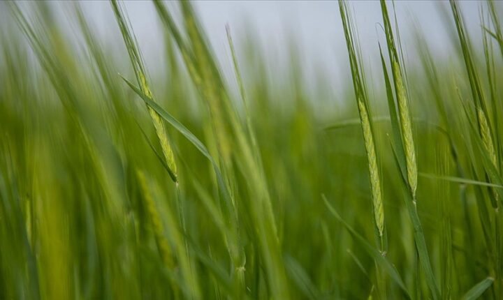 Irak Kürt Bölgesel Yönetimi’nde kuraklık tarım ve hayvancılığı olumsuz etkiliyor