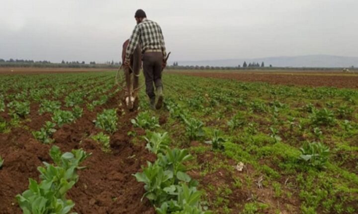 Suriye Tarım Bakanı Emced Bedr: Yaptırımların kaldırılması gıda güvenliğine doğru bir adımdır