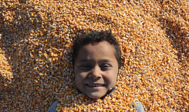 Suriye’de mısır hasadı başladı