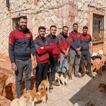 İdlib’de sokak hayvanlarına sağlık ve bakım hizmeti