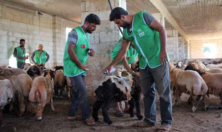 İHH, Suriye’de Binlerce Aileye Kurban Eti Ulaştırdı