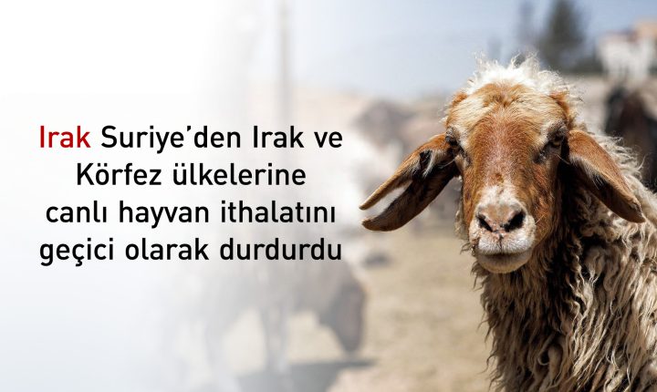 Irak, Suriye’den canlı hayvan ithalatını yasakladı