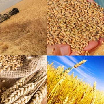 Suriye’de Buğday Üretimi 2,5 Milyon Ton Olacak