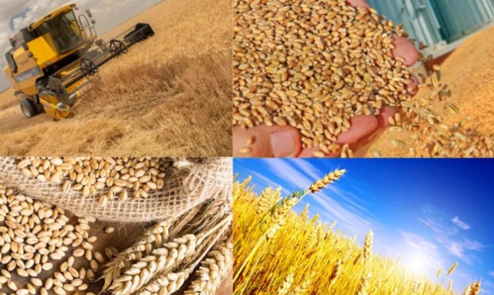 Suriye’de Buğday Üretimi 2,5 Milyon Ton Olacak